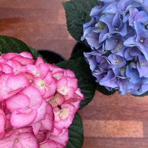 대성식물 수국 소형 포트 소품 분홍색 파란색 여름꽃 야생화 생화 키우기