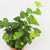 하트아이비 공기정화식물 덩굴식물 소형 대성식물